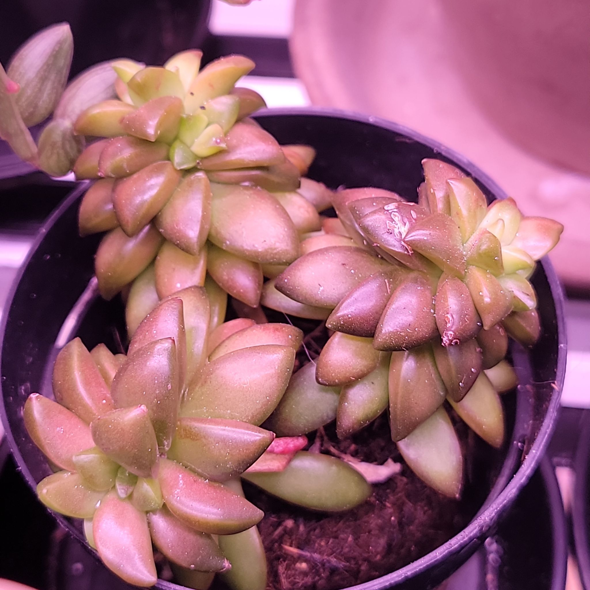 Sedum adolphi 'Shooting Stars' plant in a pot, healthy and well-framed.
