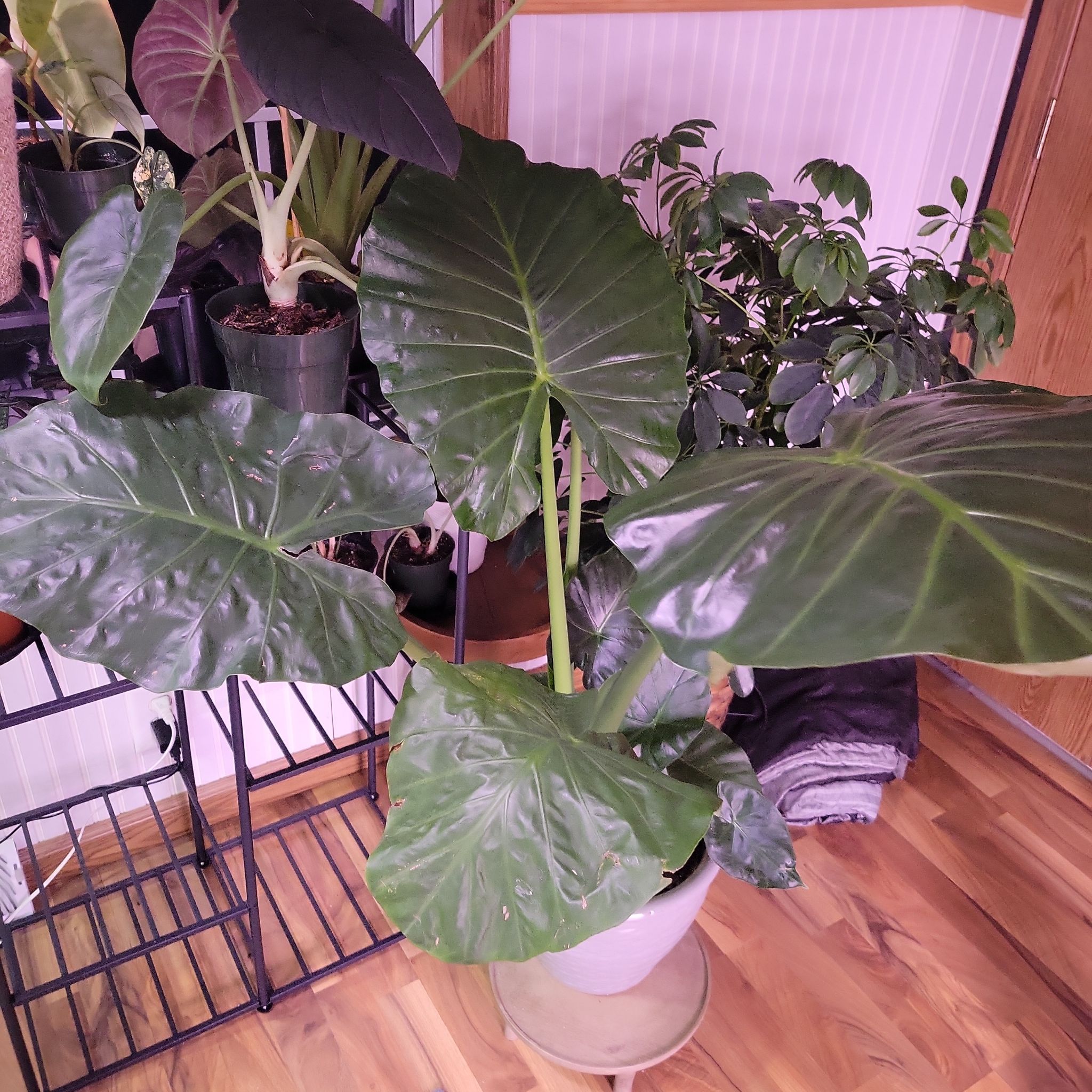 Calidora Elephant's Ear plant with large, glossy green leaves in a pot.