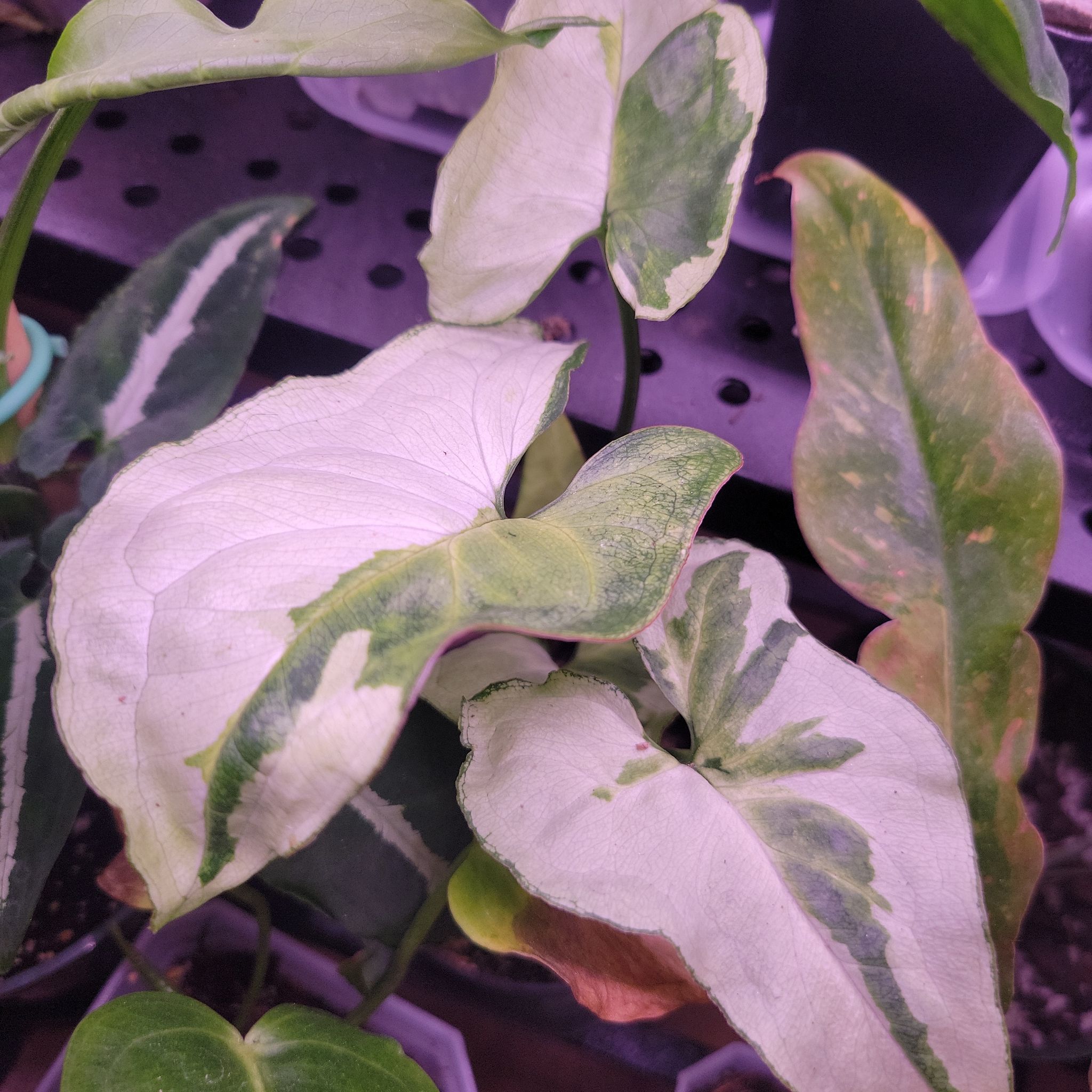 Variegated Three Kings Syngonium plant with some yellowing and browning leaves.
