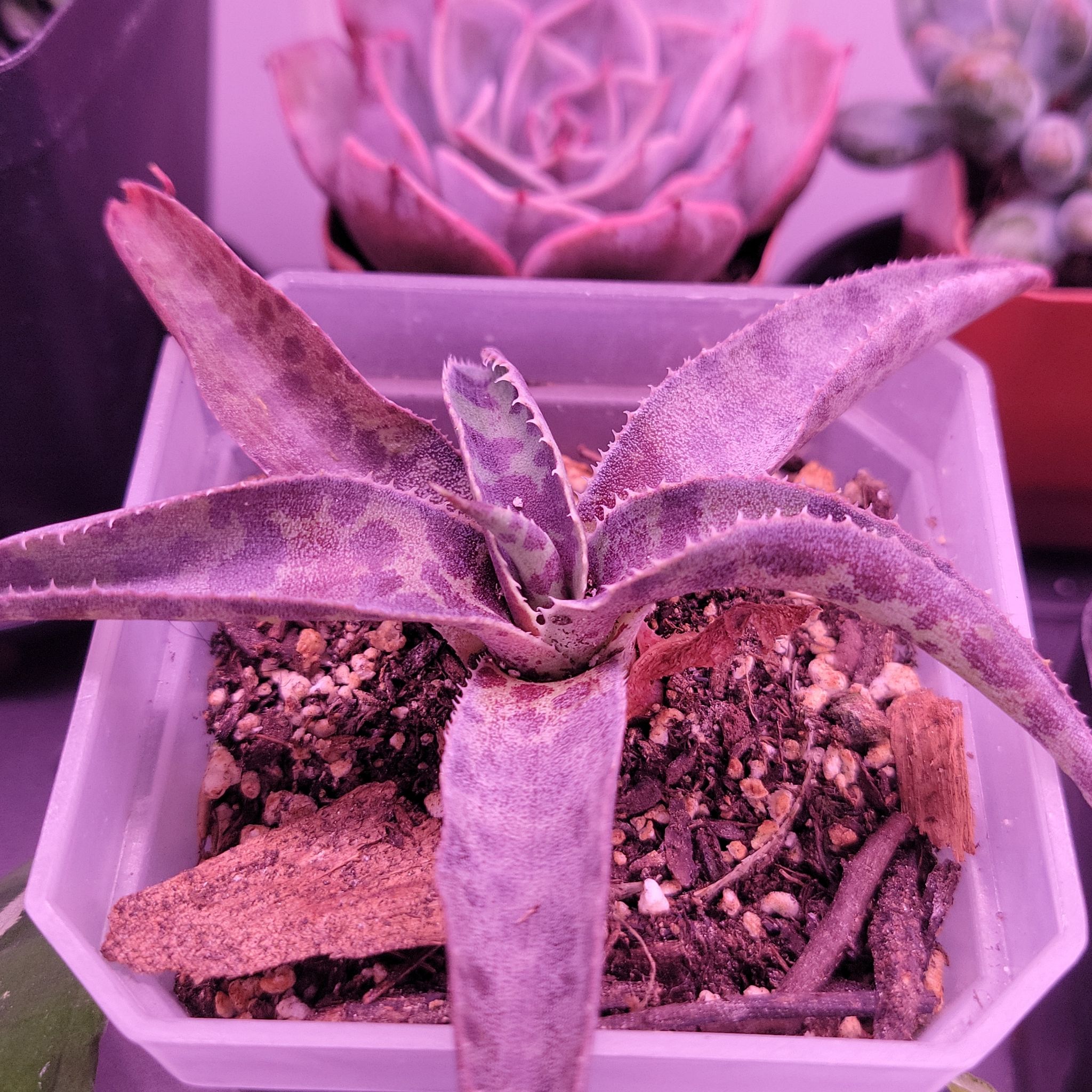 Photo of the plant species Mangave spp. by @SacredToaster named Desert Dragon on Greg, the plant care app