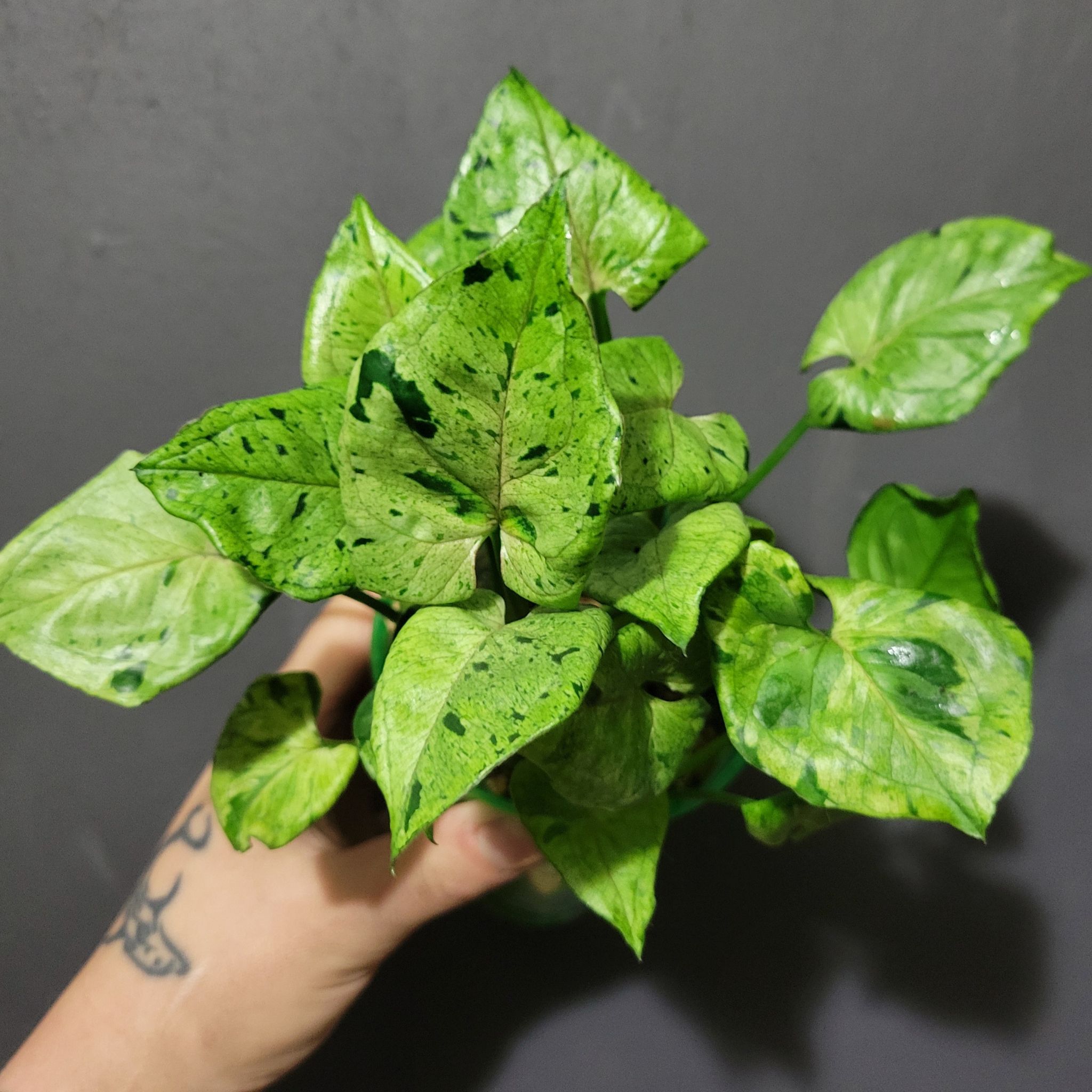 Photo of the plant species Grey Ghost by @SacredToaster named Green Splash on Greg, the plant care app