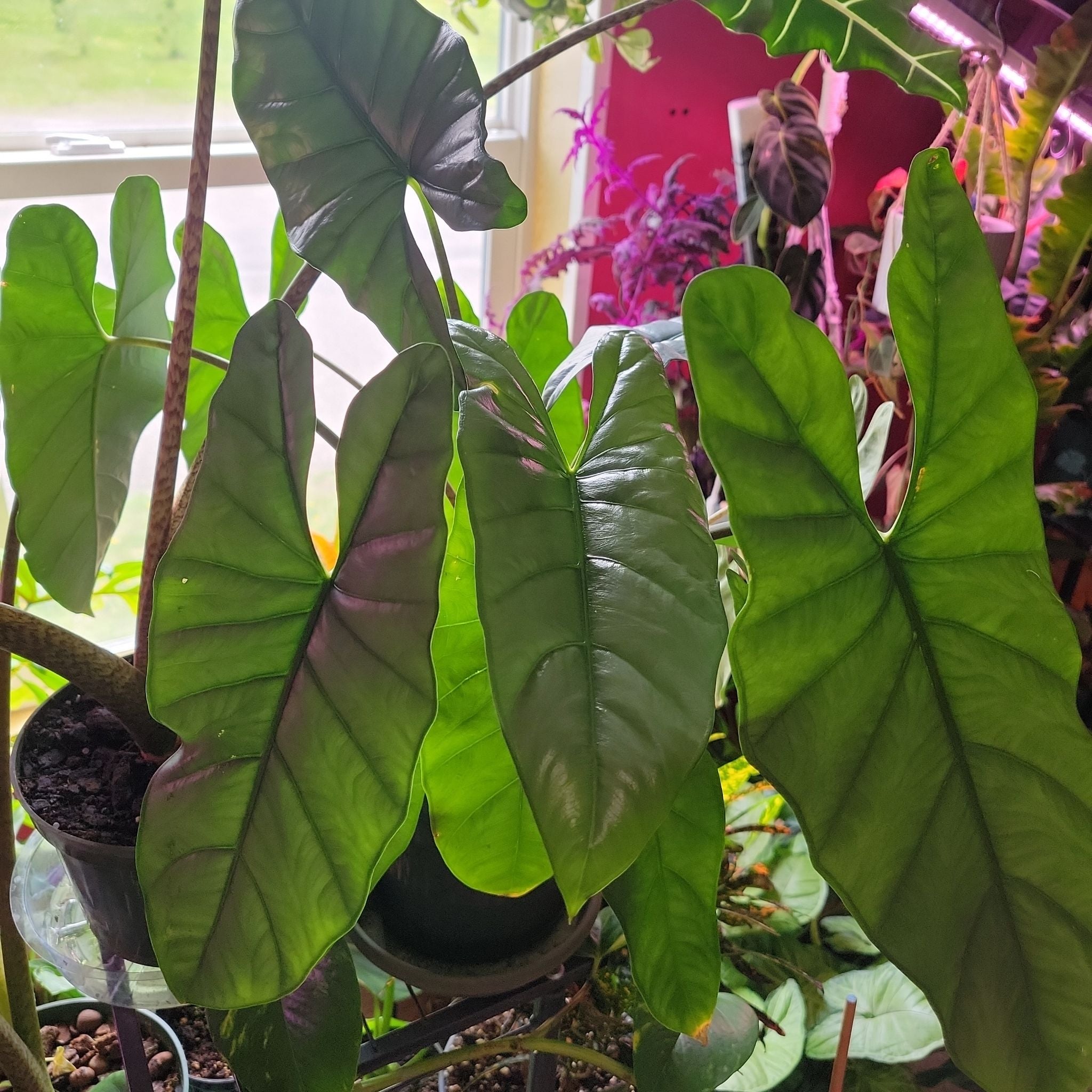 Photo of the plant species Alocasia Corazon by @SacredToaster named Cora on Greg, the plant care app