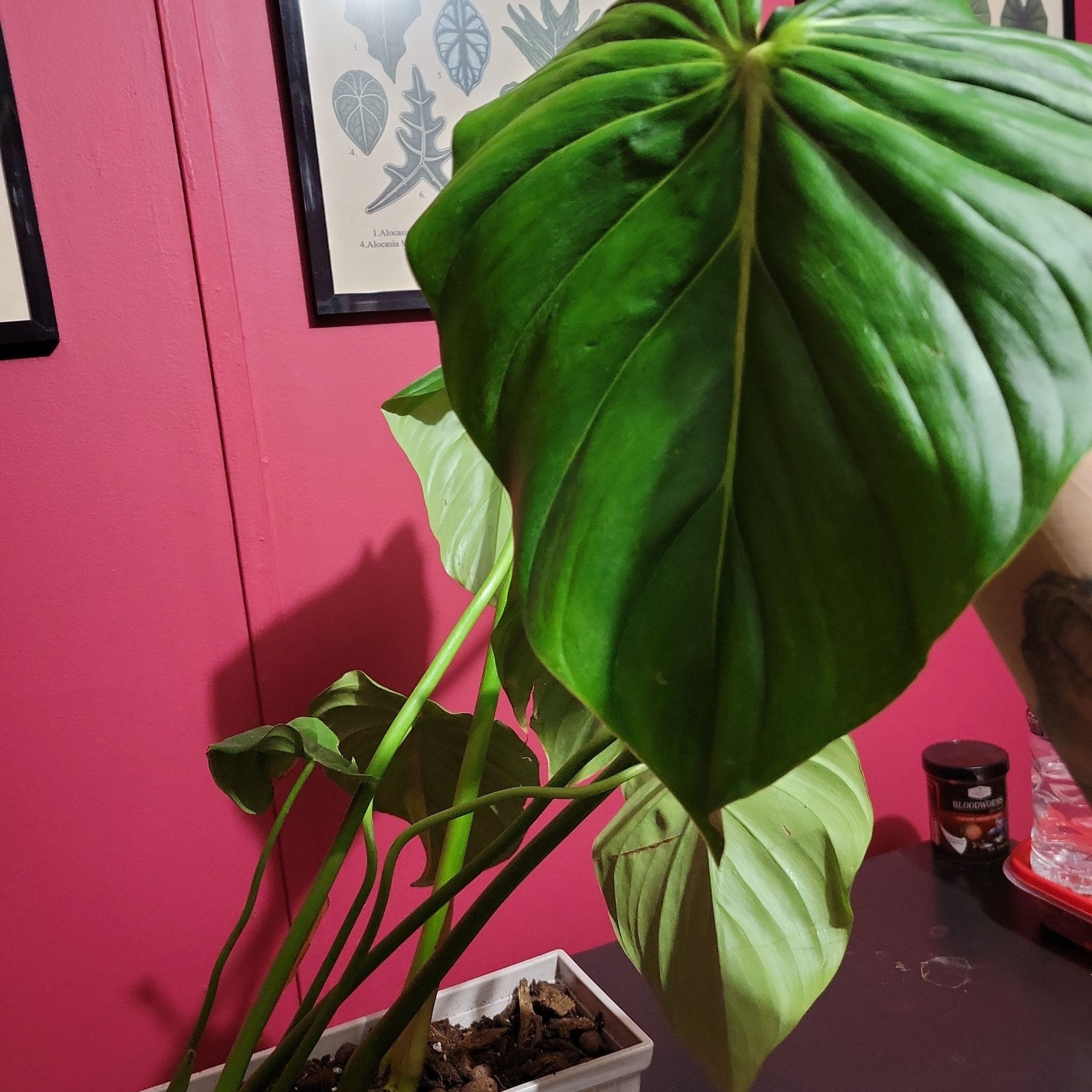Philodendron 'McDowell' plant with large green leaves, well-cared for, with visible soil and a hand holding a leaf.