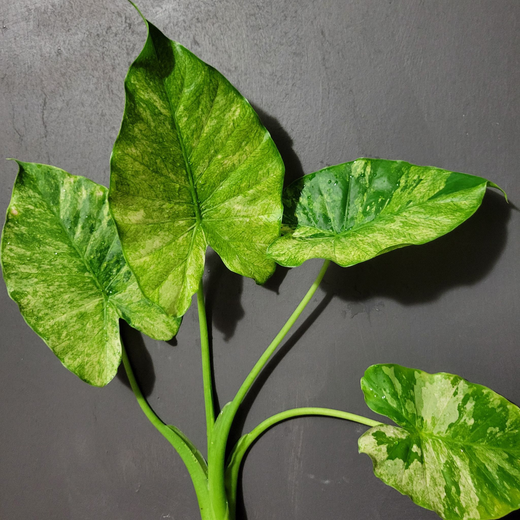 Photo of the plant species Gagnea by @SacredToaster named Ashley on Greg, the plant care app