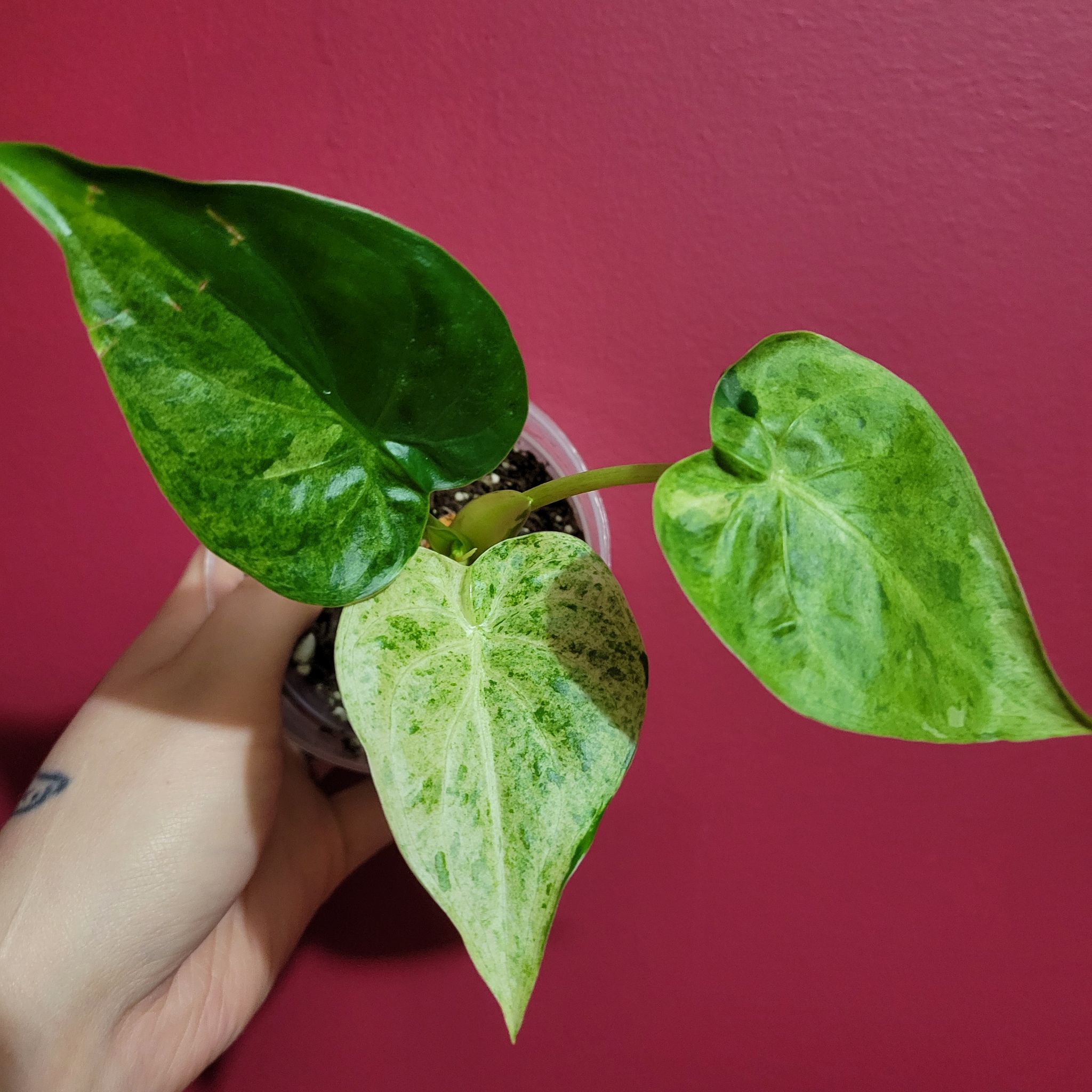 Photo of the plant species Alocasia cucullata 'Mint' by @SacredToaster named Minty on Greg, the plant care app