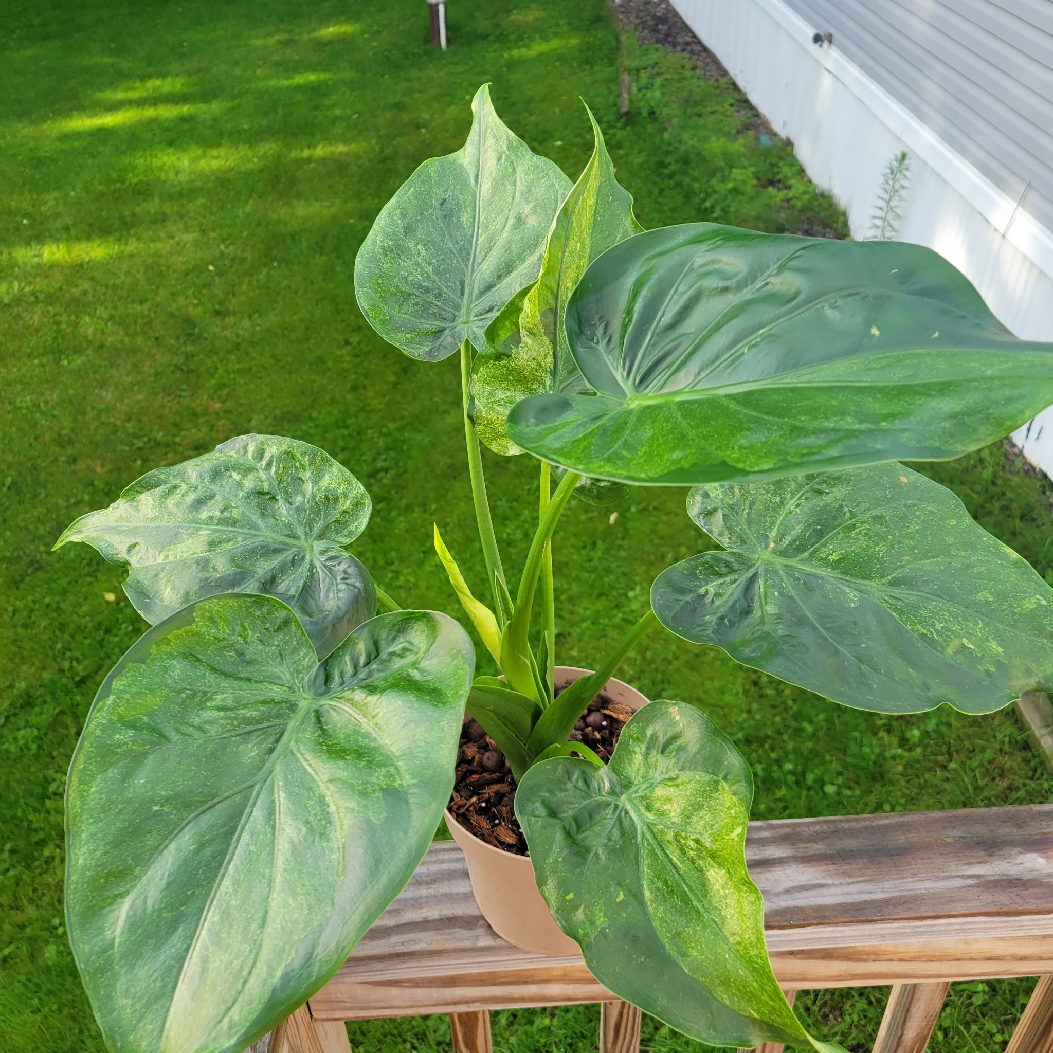 Photo of the plant species Alocasia cucullata 'Mint' by @SacredToaster named Big Altos on Greg, the plant care app