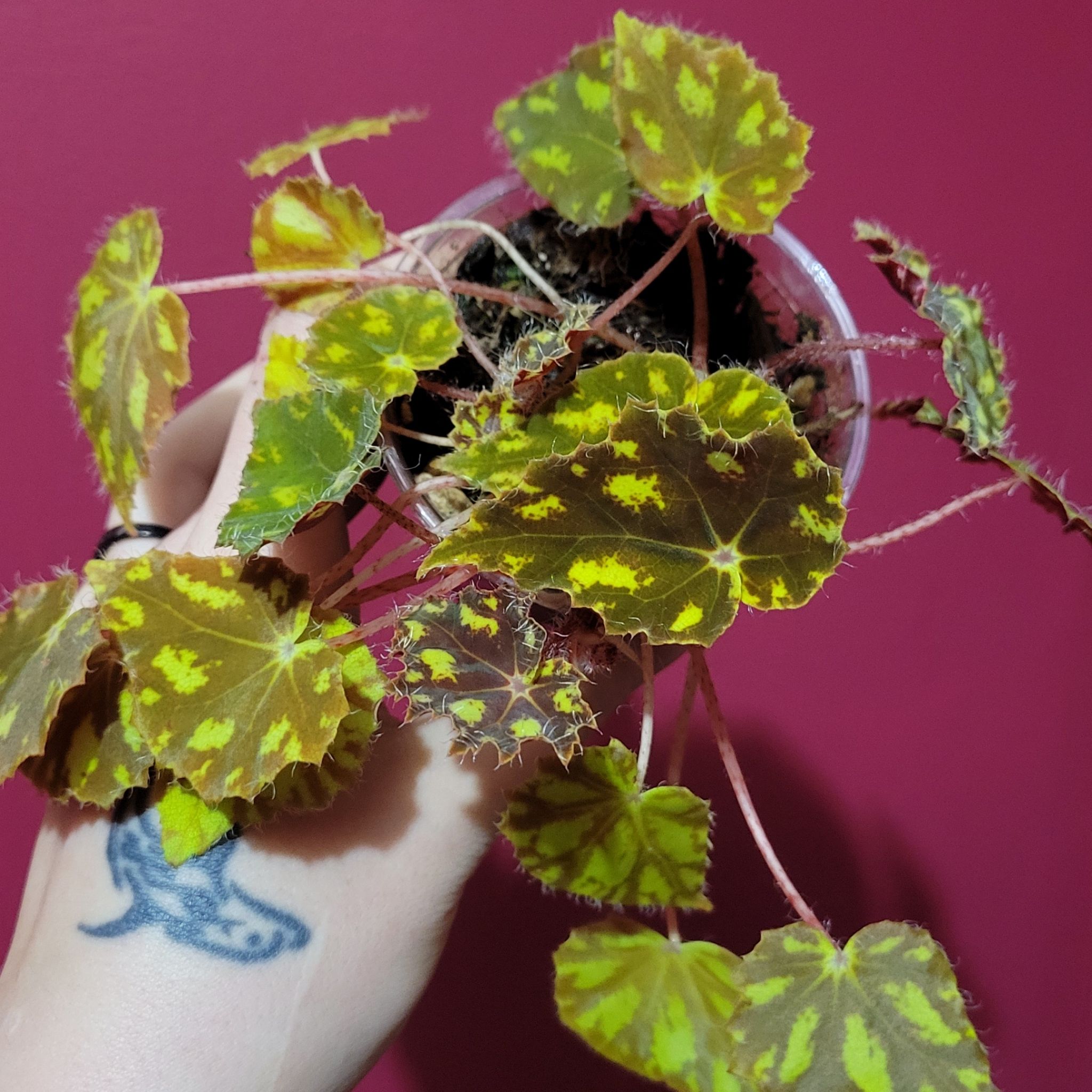 Photo of the plant species Begonia Tiger Paws by @SacredToaster named Kitty Peets on Greg, the plant care app