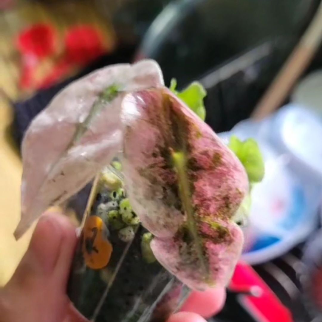 Photo of the plant species Pink polly ghost by @SacredToaster named Pink Casper on Greg, the plant care app