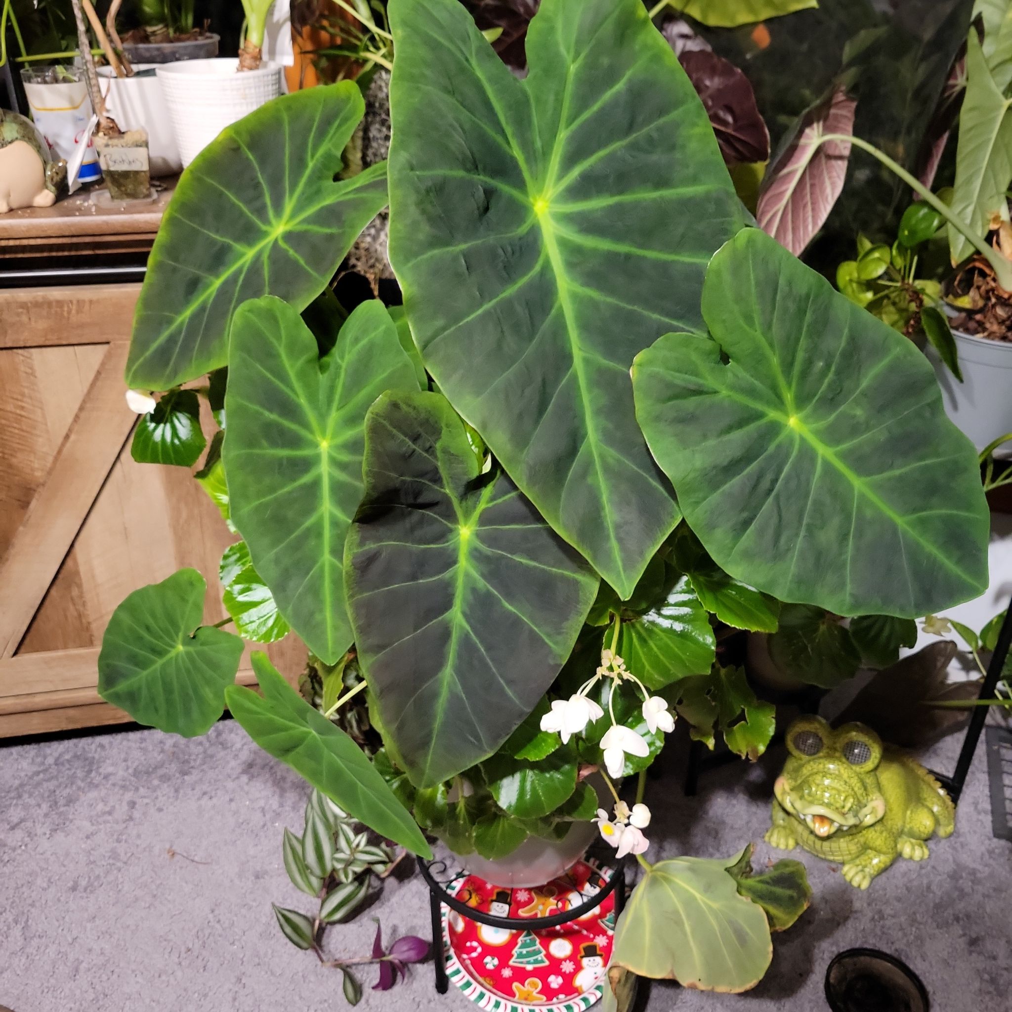 Photo of the plant species Colocasia 'Black Beauty' by @SacredToaster named Duke on Greg, the plant care app