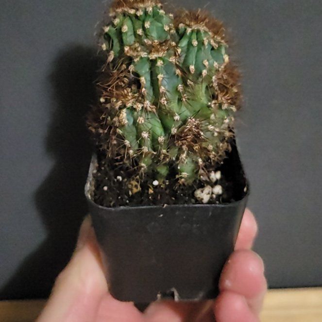 Photo of the plant species Cereus peruvianus f. monstrose 'Camelot' by @SacredToaster named Camelot on Greg, the plant care app