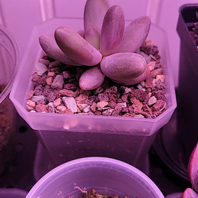 Photo of the plant species Pachyveria 'Bubbles' by @SacredToaster named Bubble Blowing Baby on Greg, the plant care app