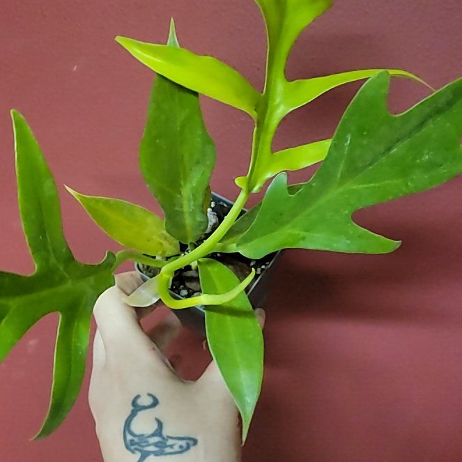 Photo of the plant species Philodendron distantilobum by @SacredToaster named Khaleesi on Greg, the plant care app