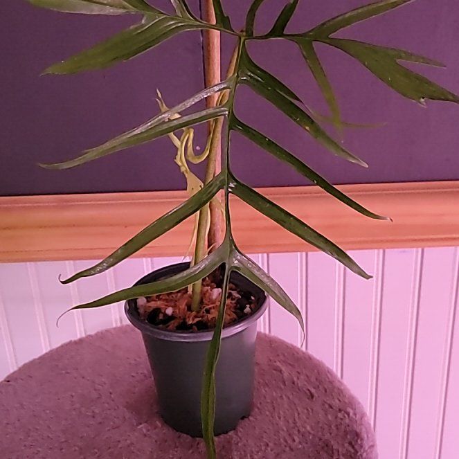 Photo of the plant species Assorted Philodendron by @SacredToaster named Polypodioides on Greg, the plant care app