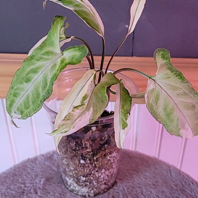 Photo of the plant species Ngern Lai Ma Arrowhead Plant by @SacredToaster named Albo Ngern on Greg, the plant care app