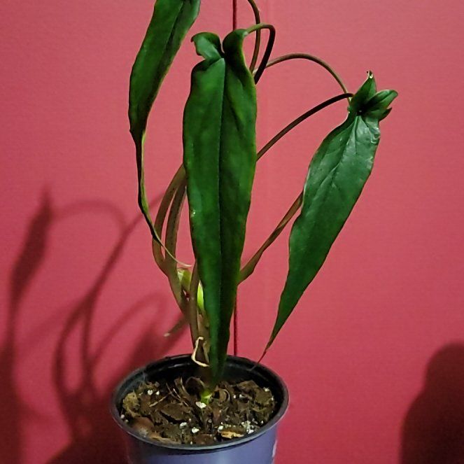 Photo of the plant species Syngonium 'Lance Leaf' by @SacredToaster named Lance on Greg, the plant care app