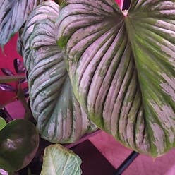 Philodendron 'Silver Cloud' plant