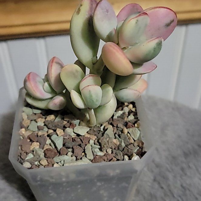 Photo of the plant species Cotyledon orbiculata var. orbiculata by @SacredToaster named Bubble Gum on Greg, the plant care app