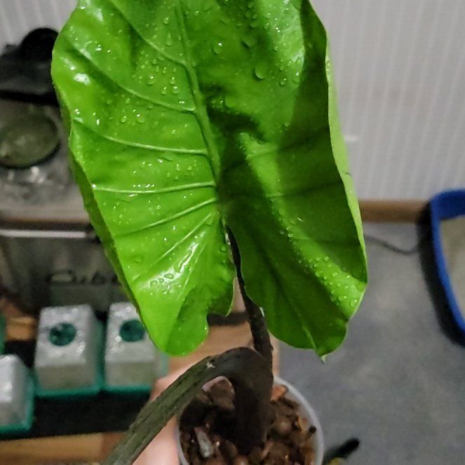 Photo of the plant species Black Stem Elephant Ear by @SacredToaster named Blackie on Greg, the plant care app