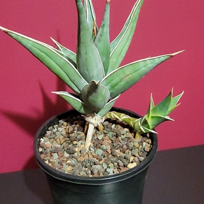 Photo of the plant species Walking Sansevieria by @SacredToaster named Claire on Greg, the plant care app