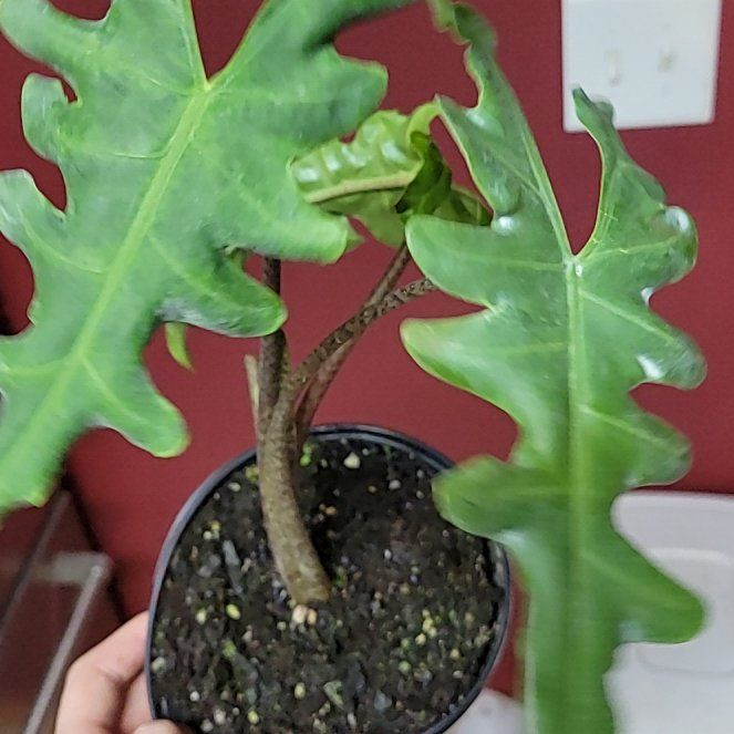 Photo of the plant species Malaysian Monster by @SacredToaster named Portei on Greg, the plant care app