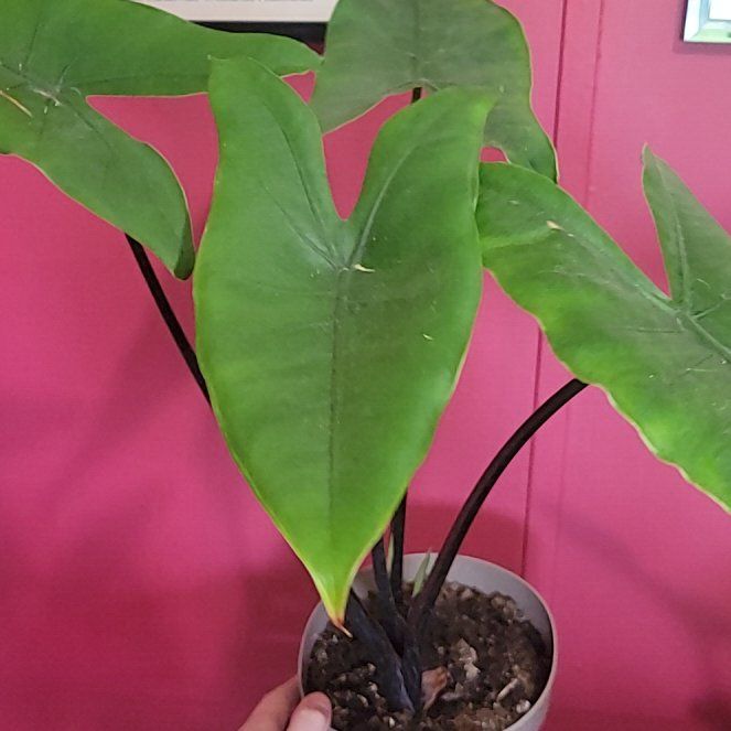 Photo of the plant species alocasia black zebrina by @SacredToaster named Black Marty on Greg, the plant care app
