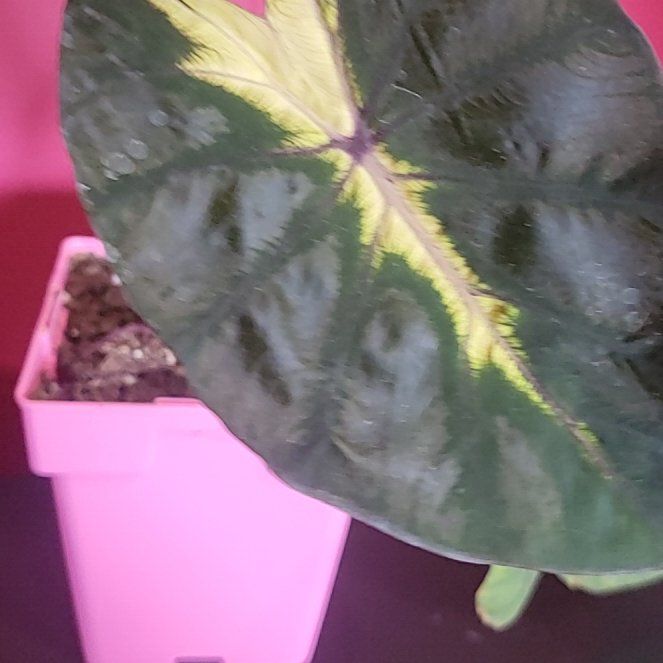 Photo of the plant species Colocasia Royal Hawaiian® 'Waikiki' by @SacredToaster named Waikiki on Greg, the plant care app