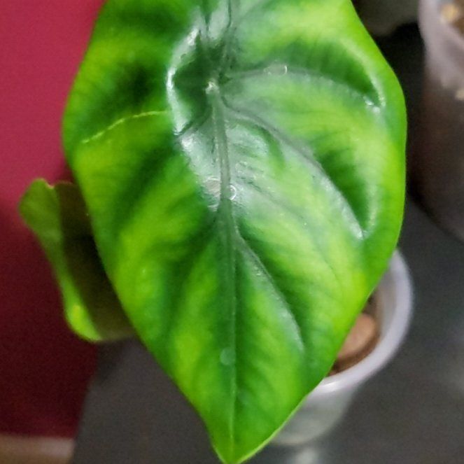 Photo of the plant species Alocasia Green Shield by @SacredToaster named Cleopatra on Greg, the plant care app