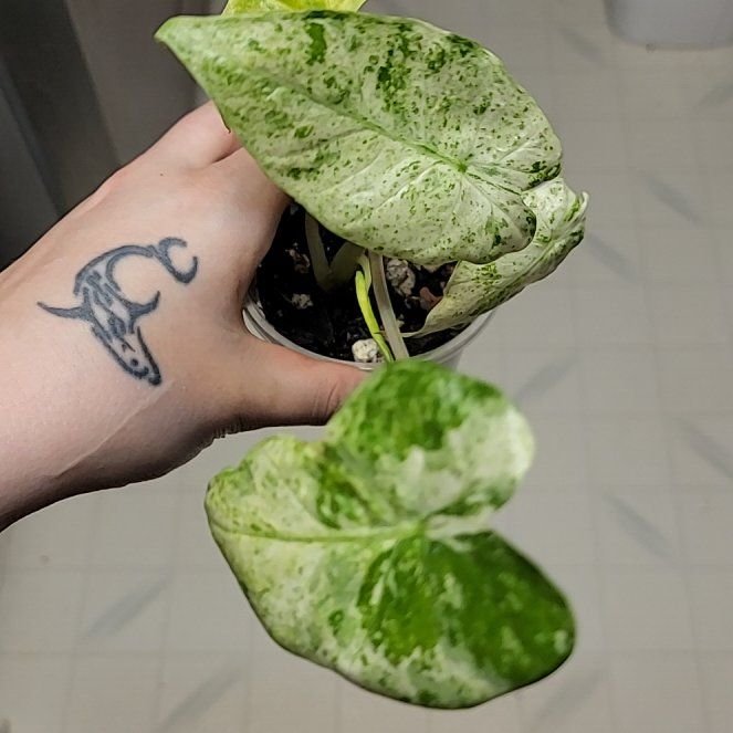 Photo of the plant species Alocasia 'Batik' by @SacredToaster named Cutie B on Greg, the plant care app