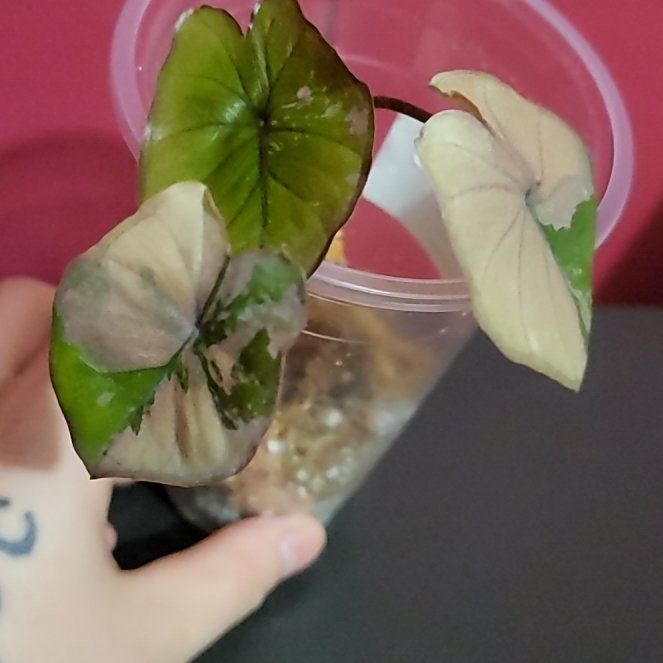 Photo of the plant species Alocasia Pink Serendipity by @SacredToaster named Variegated Serendipity on Greg, the plant care app