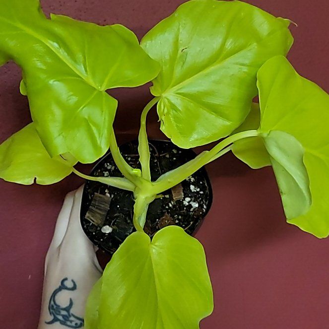 Photo of the plant species Assorted Philodendron by @SacredToaster named Warscewiczii Aurea on Greg, the plant care app