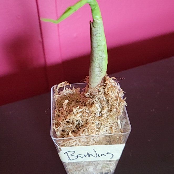 Photo of the plant species Bat Alocasia by @SacredToaster named Nycteris on Greg, the plant care app