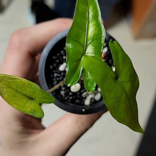 Photo of the plant species Alocasia sabrina by @SacredToaster named Sabrina Narrow on Greg, the plant care app