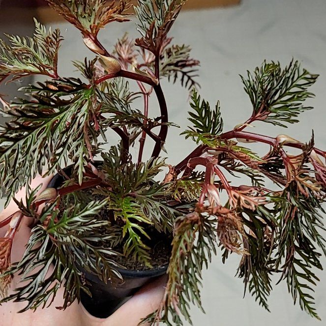 Photo of the plant species Begonia bipinnatifida by @SacredToaster named Bipin on Greg, the plant care app