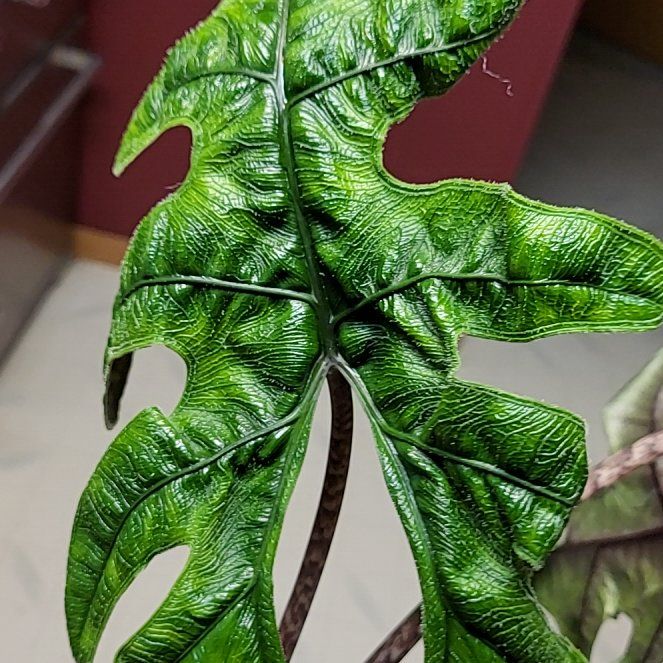 Photo of the plant species Jacklyn by @SacredToaster named Jackie on Greg, the plant care app