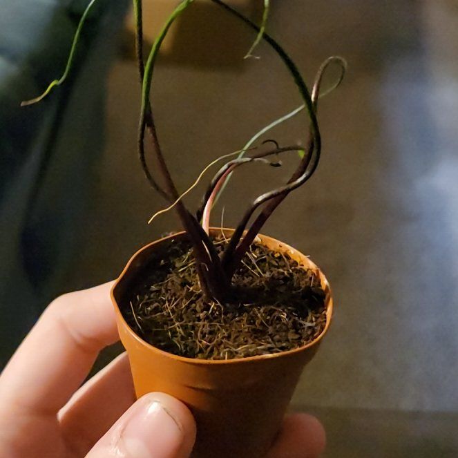 Photo of the plant species Flying Squid by @SacredToaster named Squilliam on Greg, the plant care app