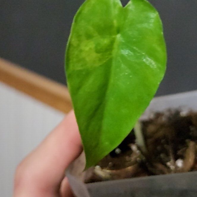 Photo of the plant species Alocasia cucullata 'Mint' by @SacredToaster named Apparent Mint on Greg, the plant care app