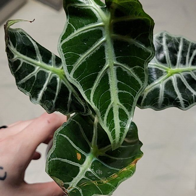 Photo of the plant species Alocasia 'Mandalay' by @SacredToaster named Mandy on Greg, the plant care app