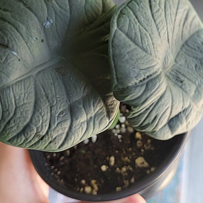 Photo of the plant species Alocasia Chaii by @SacredToaster named Chaii on Greg, the plant care app