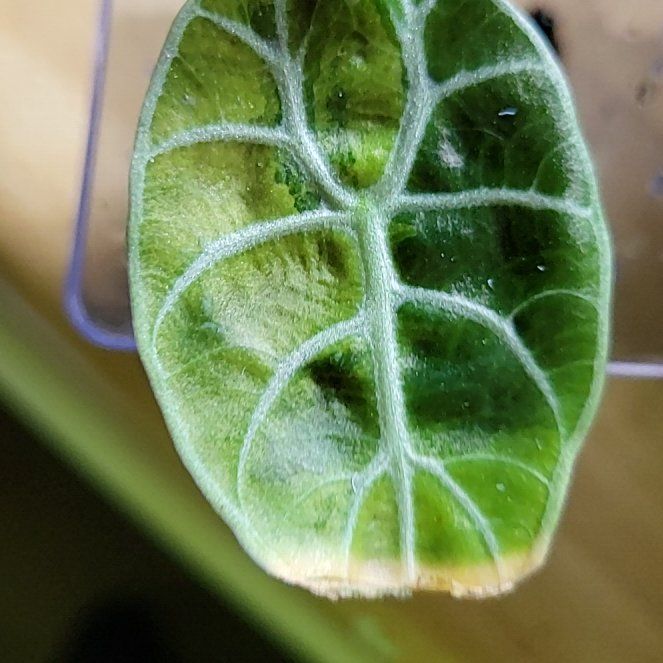 Photo of the plant species Watsoniana Red Vein by @SacredToaster named Pink Watson on Greg, the plant care app
