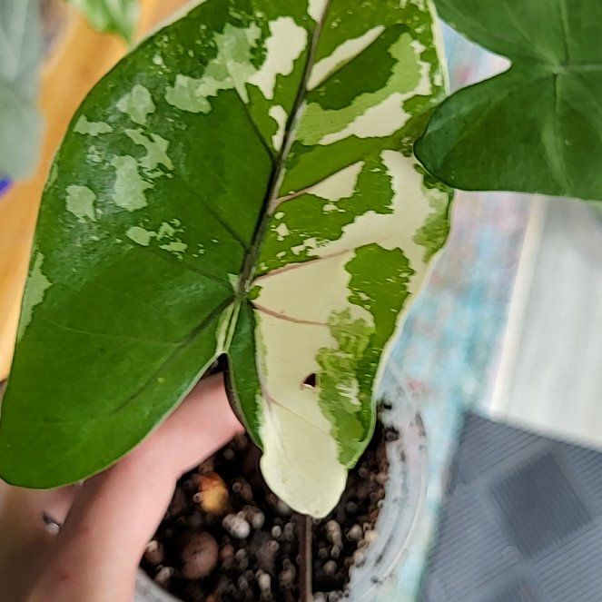 Photo of the plant species Alocasia Black Stem Variegated by @SacredToaster named Salsa on Greg, the plant care app