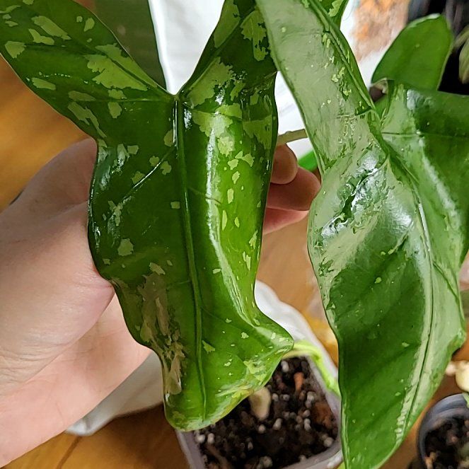 Photo of the plant species Alocasia Shattered Glass by @SacredToaster named Dreamy on Greg, the plant care app