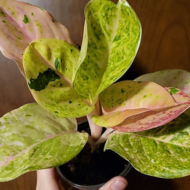 Photo of the plant species Pink Emerald Chinese Evergreen by @SacredToaster named Emery on Greg, the plant care app