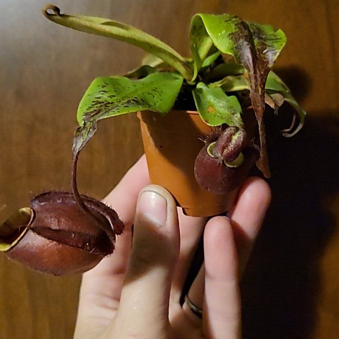 Photo of the plant species Nepenthes mirabilis 'Winged' x Nepenthes ampullaria 'Black Miracle' by @SacredToaster named Kobe Bryant on Greg, the plant care app
