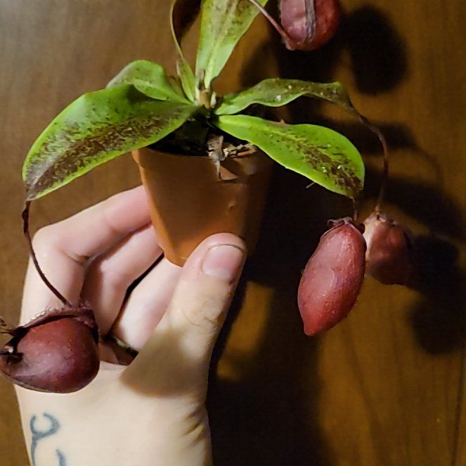 Photo of the plant species Nepenthes mirabilis 'Winged' x Nepenthes ampullaria 'Black Miracle' by @SacredToaster named Taylor Swift on Greg, the plant care app