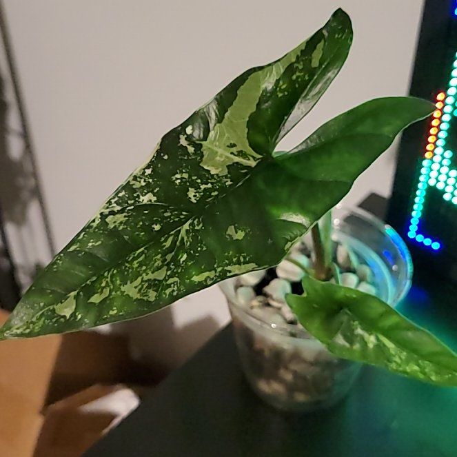 Photo of the plant species Alocasia Simpo Albo by @SacredToaster named Simp on Greg, the plant care app