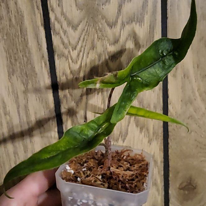 Photo of the plant species Alocasia sabrina by @SacredToaster named Bebe Brina on Greg, the plant care app