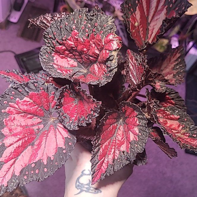 Photo of the plant species Begonia 'Dibs Rotho' by @SacredToaster named Dibs Rothko on Greg, the plant care app