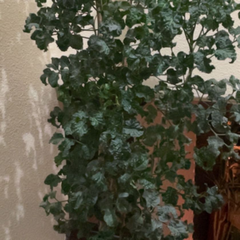 Photo of the plant species Black Aralia Polyscias by @UnshakenMugwort named Darnell on Greg, the plant care app