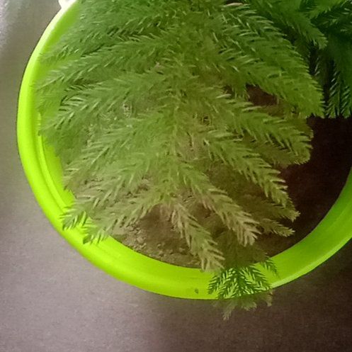 Plant care for Monkey Puzzle Tree on Greg, the plant care app