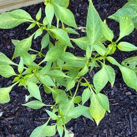 Photo of the plant species Hot Pepper Cayambe by @GreatestSucc named Miley on Greg, the plant care app